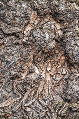 Poplar tree bark with wooden texture nature background