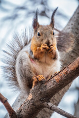 The squirrel with nut sits on a branches in the spring or summer.