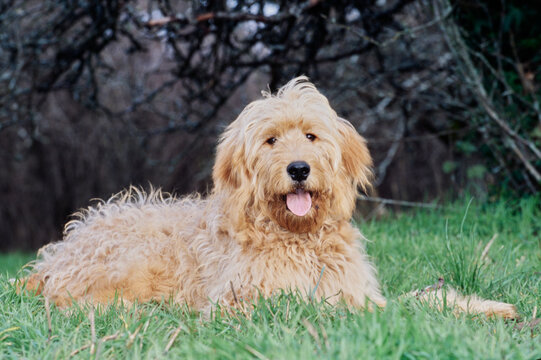 Goldendoodle outside on grass