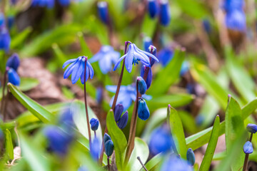 Siberian squill, wood squill, Scilla siberica meadow plant with blue blossom in grass. Spring flower background - obrazy, fototapety, plakaty
