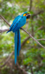 Blue and yellow macaw on tree in Colombia.