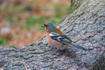 Common chaffinch, Fringilla coelebs, sits on a tree. Common chaffinch in wildlife.