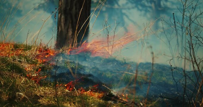 Cinematic establishing shot of a wildfire spreading through lush green forest. Closeup view. Climate change. Natural disaster. 4K.