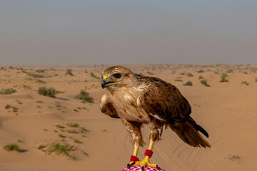 Red tailed hawk in Dubai desert - UAE