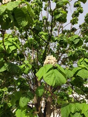 leaves in the garden