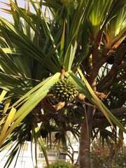 coconut palm tree on the beach