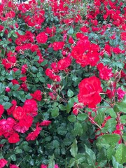 red roses in a garden