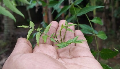 Ayurvedic natural medicine baby Neem tree leaves and branches with healing properties holding...