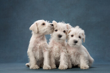 three puppies white schnauzer on a blue background. Cute dog portrait