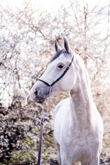 Beautiful gray horse portrait in spring garden