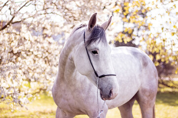 Obraz na płótnie Canvas Beautiful gray horse portrait in spring garden