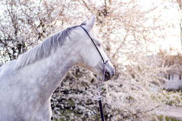 Beautiful gray horse portrait in spring garden