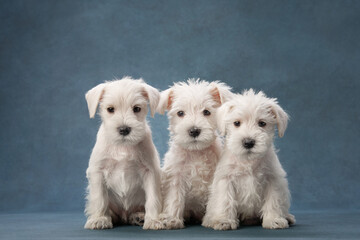 three puppies white schnauzer on a blue background. Cute dog portrait