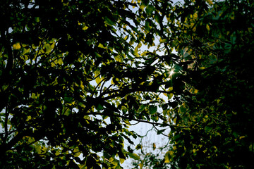 Background of leaves and a small ray. 