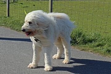 Goldendoodle im Wind an der Nordesee