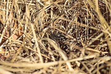 Männliche Kreuzotter (Vipera berus) im Moor am Ewigen Meer