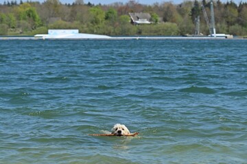 Goldenddoodle spielt mit Stock am Hundestrand