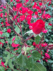 red rose in the garden