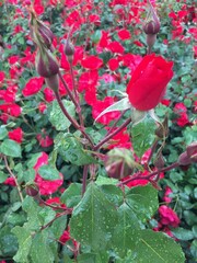 red rose bush