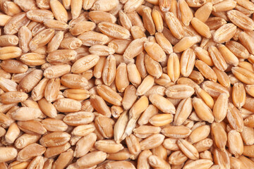 Grains of wheat background texture, top view