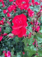 red rose in the garden
