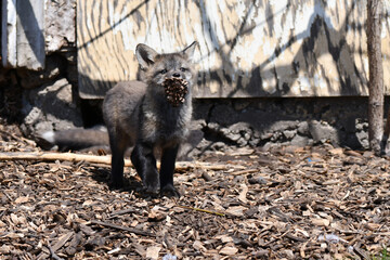 Fototapeta premium Baby Silver fox cub plays with a pinecone outside its den under an abandoned shed