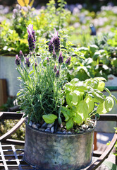 potted herbs