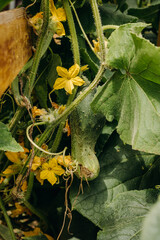 Ripening cucumbers in the garden. Cucumbers bloom with yellow flowers. Prickly cucumber on a branch with sunlight. Cucumbers grow in the garden