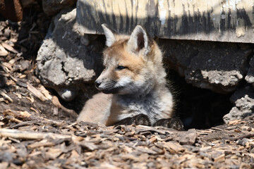 Baby red fox cub looks outside its den under an abandoned shed