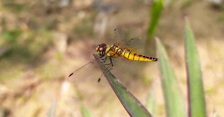 Dragonfly on a green plant with a blurry nature background. close up macro side view of isolated beautiful black and yellow colour dragonfly relaxing on a tip of leaf wings down and ready to fly.