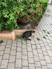 flower bed in the garden