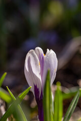 Fototapeta premium Blooming purple crocus flower in a sunlight macro photography. Croci flowering plant with violet petals close-up photo in a springtime sunny day. Lilac crocuses background. 