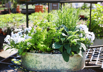 herbs in container