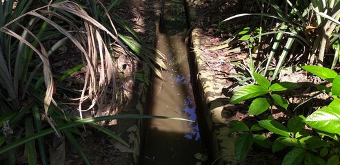 Polluted impure dirty dull brown color rainwater flowing through small open village irigation water canal drainage waterway surrounded with green plants. Impurity and health care concept. Closeup view