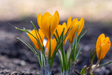 Fototapeta premium Blooming yellow crocus flowers in early spring macro photography. Wildflowers with bright orange petals close-up photo in a springtime. Young flowering plant spring background. 