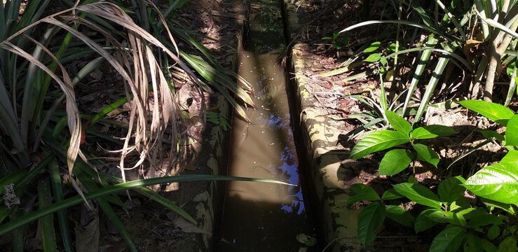 Polluted impure dirty dull brown color rainwater flowing through small open village irigation water canal drainage waterway surrounded with green plants. Impurity and health care concept. Closeup view