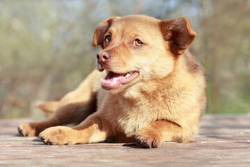 Cheerful little red Dog .Dog close up. Cute dog portrait. Red puppy. Pets. Stray animals. Teeth. Smile