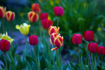 Rabata czerwone tulipany na zielonym tle	
 - obrazy, fototapety, plakaty
