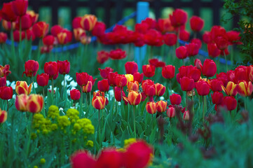 Rabata czerwone tulipany na zielonym tle