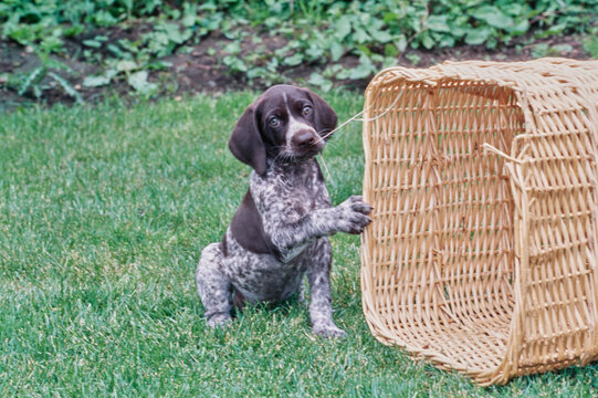German Short Haired Pointer puppy outside in grass chewing on large wicker basket