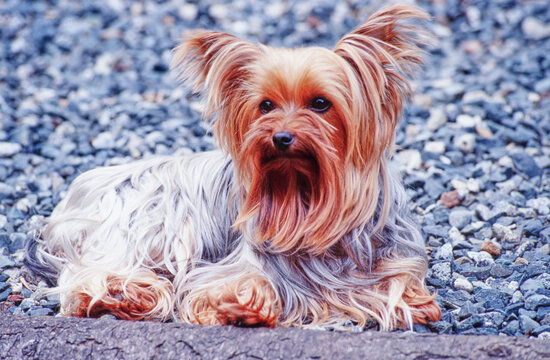 Yorkie sitting in gravel