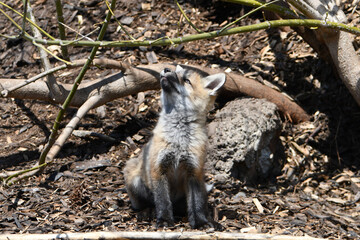 Baby red fox cub studies flying insects outside its den under an abandoned shed