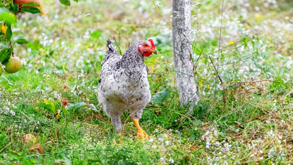 Gray spotted chicken walking in the garden near the apple tree