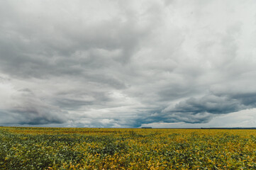 field of soybean plantation and clouded sky