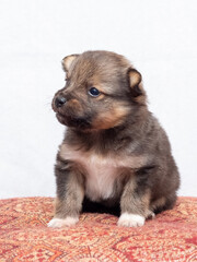 Small brown puppy in the room on a light background