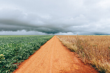 road in the field of a soybean plantation and clouded sky