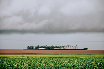 field with a silo of soybean - obrazy, fototapety, plakaty