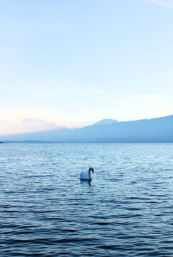 cigne