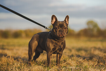 french bulldog on a leash