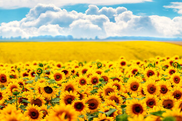 Fototapeta premium Rural landscape with yellow sunflowers and white clouds in the blue sky